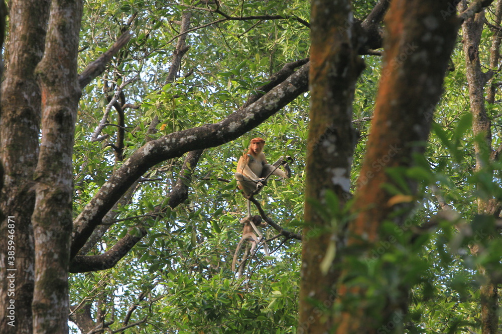 Proboscis monkeys are long-nosed monkeys with reddish brown hair and are one of two species in the genus Nasalis. Proboscis monkeys are endemic to the island of Borneo which is famous for its mangrove Proboscis monkeys are long-nosed monkeys with reddish brown hair and are one of two species in the genus Nasalis. Proboscis monkeys are endemic to the island of Borneo which is famous for its mangrove
