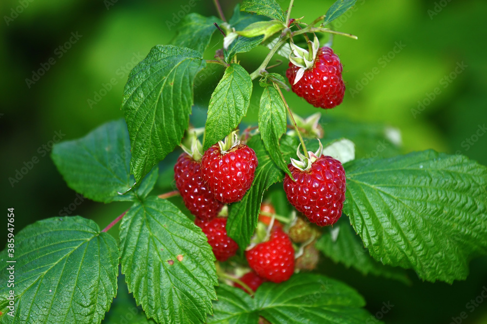 Garden raspberries Garden raspberries