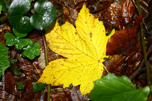 Maple leaf in autumn