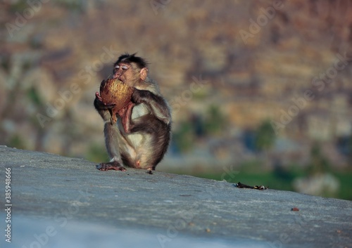 Affe isst Kokosnuss Hampi Indien 5