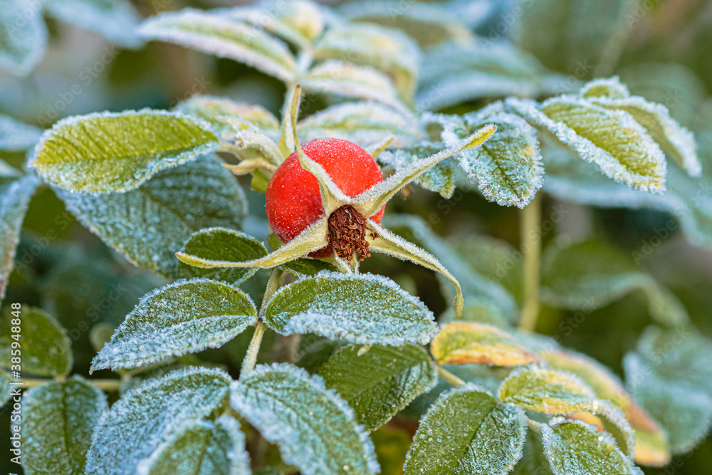 Obraz premium The leaves of the green rosehip are covered with frost. Freezing. Autumn morning
