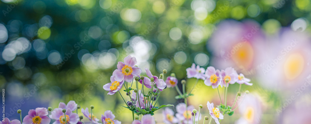 Beautiful wild flowers purple wild floral garden in morning haze in nature close-up macro. Landscape wide format, landscape banner as artistic image. Relaxing, romantic blooming flowers, love romance
 - obrazy, fototapety, plakaty 