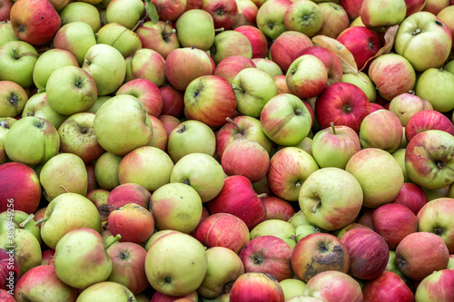 Viele rot grüne Äpfel in einer Kiste bei der Ernte auf einer Obstplantage