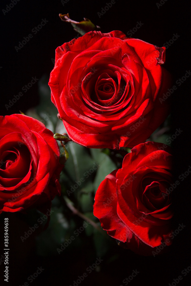 Fototapeta premium red roses on black background