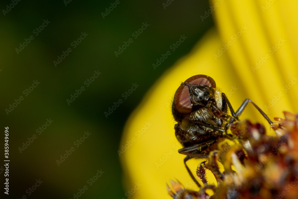 Makro einer Fliege auf Blume mit Facettenaugen Makro einer Fliege auf Blume mit Facettenaugen