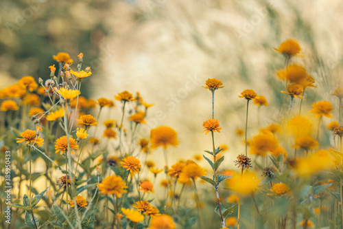 Fototapeta Naklejka Na Ścianę i Meble -  Meadow flowers in sunset fresh morning. Vintage autumn landscape. orange flowers in garden flowerbed. Vintage nature outdoor autumn, blurred park garden floral backdrop. Bright autumn closeup