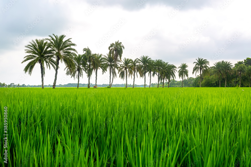 Some date palm trees standing in the green paddy field in Jessore, Bangladesh. Some date palm trees standing in the green paddy field in Jessore, Bangladesh.
