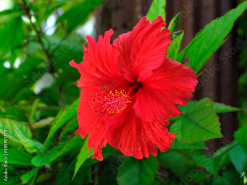 Red hibiscus flower with green leafs, macro, close-up.