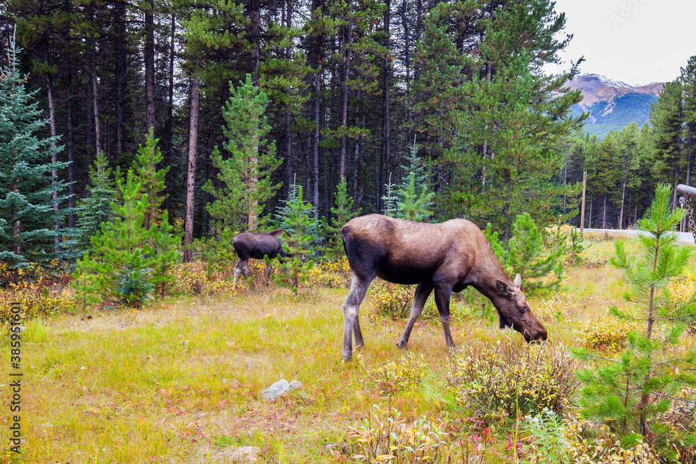 Fototapeta premium Elks graze at the edge of the forest