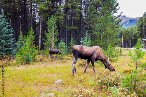 Elks graze at the edge of the forest
