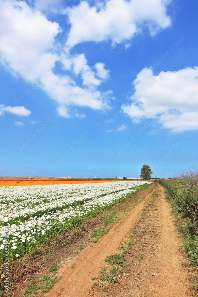 Rural road between the flower fields Rural road between the flower fields