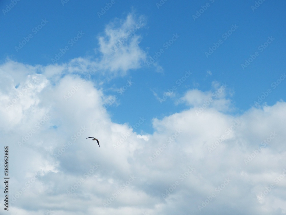 Flying bird in the cloudy blue sky. Bird flies in the heavenly white clouds. Impressive summer cloudscape. Freedom flight in heaven. Sunny summer day. Peaceful image.