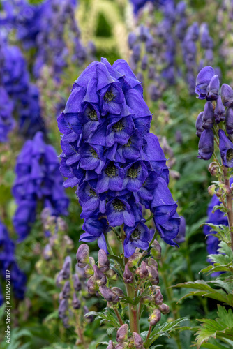 Aconitum carmichaelii a summer autumn blue purple flower which is a fall herbaceous perennial plant commonly known as wolfsbane or Chinese aconite stock photo image photo