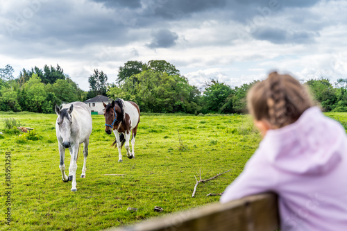 Young, Caucasian White, girl watching horses on the field or farm at bright sunny day, Dublin, Ireland