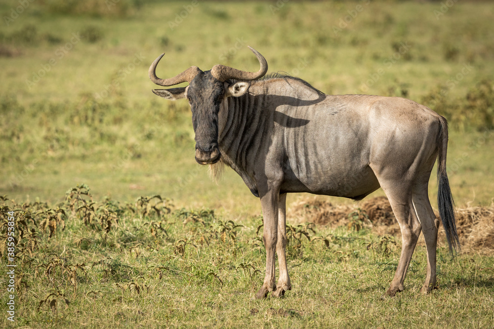 White bearded wildebeest standing in green grass in Amboseli National Park in Kenya White bearded wildebeest standing in green grass in Amboseli National Park in Kenya