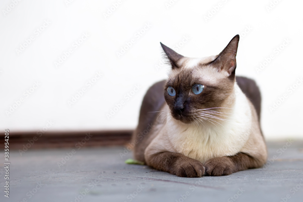 Siamese cat are sitting in the garden with green grass. Thai cat with blue eye are looking at something.