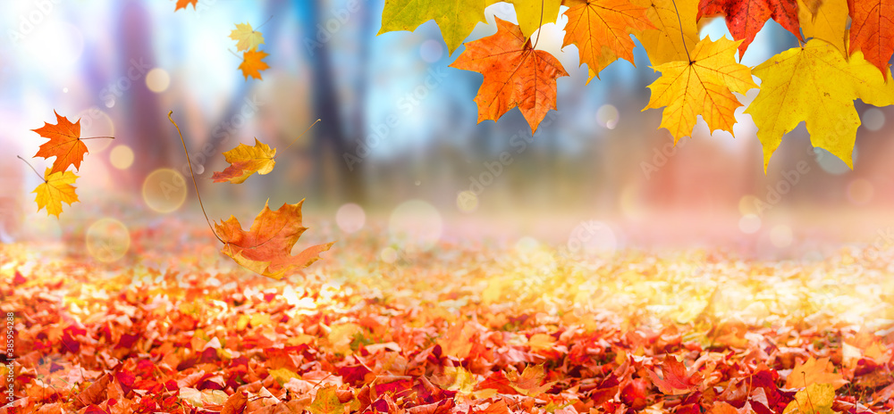 Falling maple leaves in city park. Beautiful autumn landscape - obrazy, fototapety, plakaty 