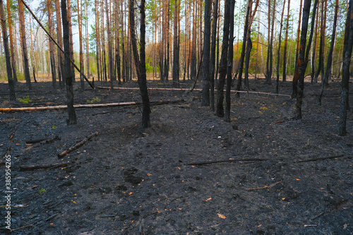 Fotografie Burned trees in the forest after a big fire are cut down to plant new ones