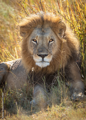 Vertical portrait of a male lion looking straight at camera in Moremi reserve in Botswana