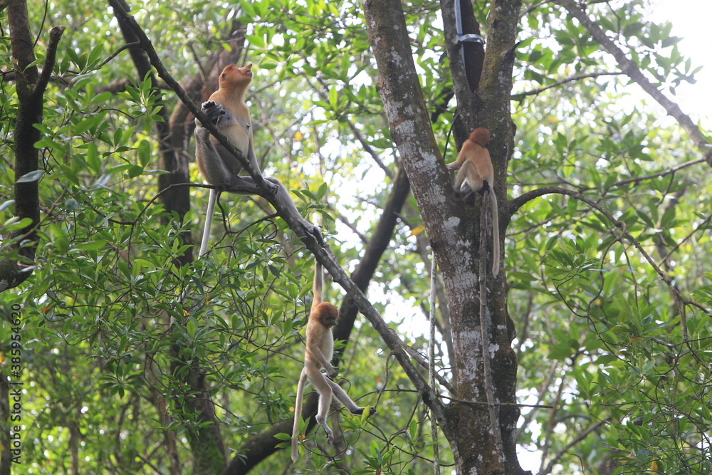 Proboscis monkeys are long-nosed monkeys with reddish brown hair and are one of two species in the genus Nasalis. Proboscis monkeys are endemic to the island of Borneo which is famous for its mangrove Proboscis monkeys are long-nosed monkeys with reddish brown hair and are one of two species in the genus Nasalis. Proboscis monkeys are endemic to the island of Borneo which is famous for its mangrove