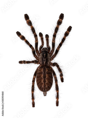 Top view of young Indian ornamental tarantula aka Poecilotheria regalis. Isolate on white background.