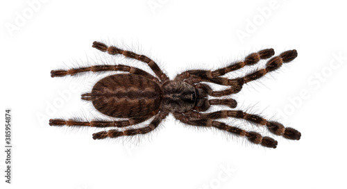 Top view of young Indian ornamental tarantula aka Poecilotheria regalis. Isolate on white background. photo
