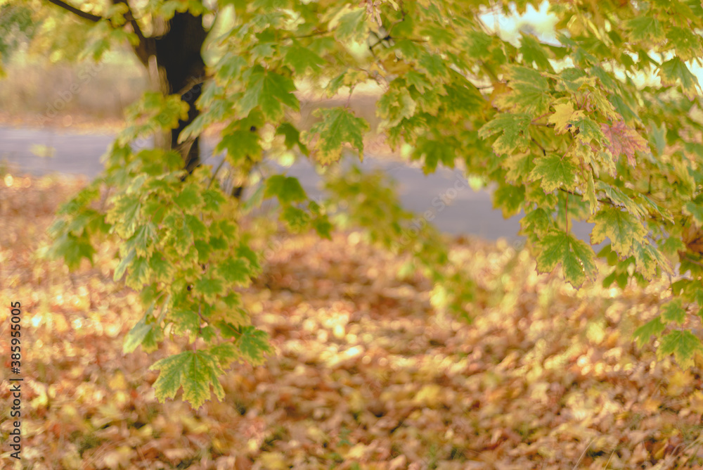 Beautiful autumn background with maple leaves and gold backdrop.