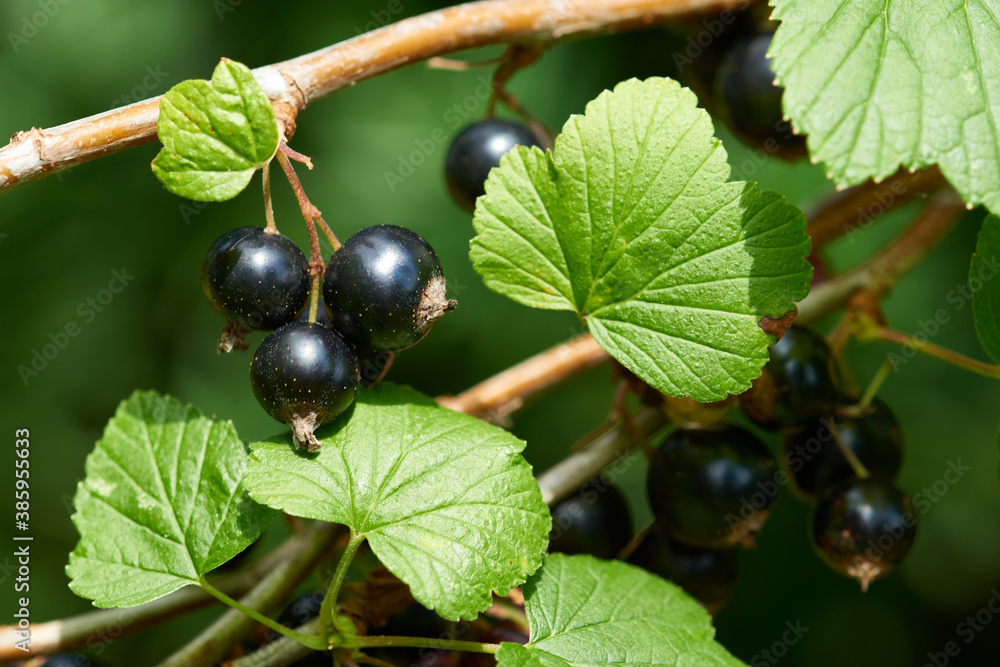 Schwarze Johannisbeere (Ribes nigrum) Schwarze Johannisbeere (Ribes nigrum)
