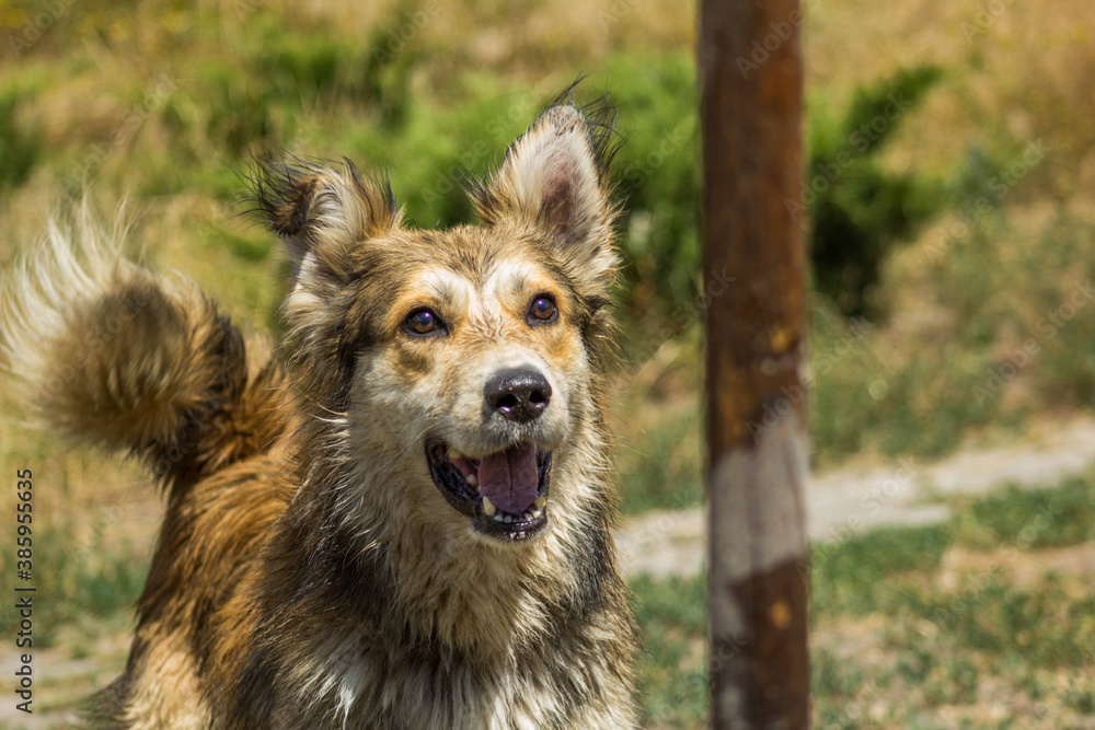cheerful dog cheerful dog