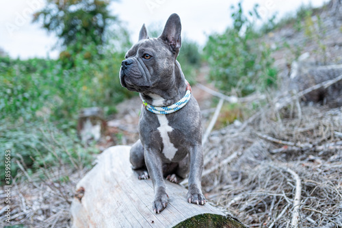 Fototapeta Naklejka Na Ścianę i Meble -  Cute French Bulldog on a clearing in the forest