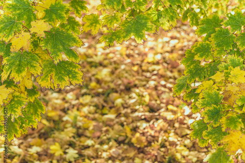 Beautiful autumn background with maple leaves and gold backdrop.