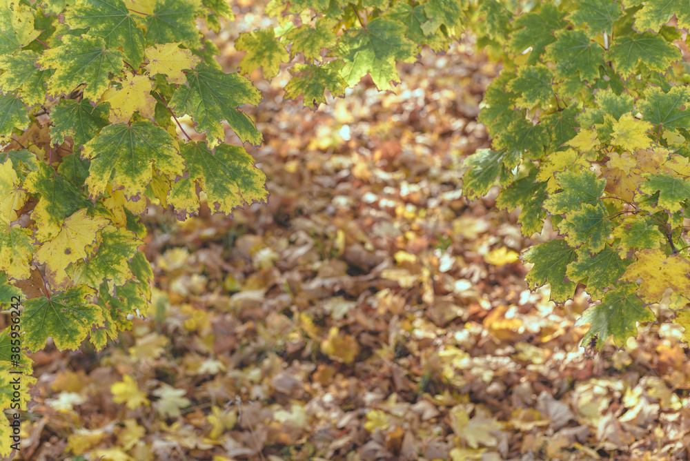 Beautiful autumn background with maple leaves and gold backdrop. Beautiful autumn background with maple leaves and gold backdrop.