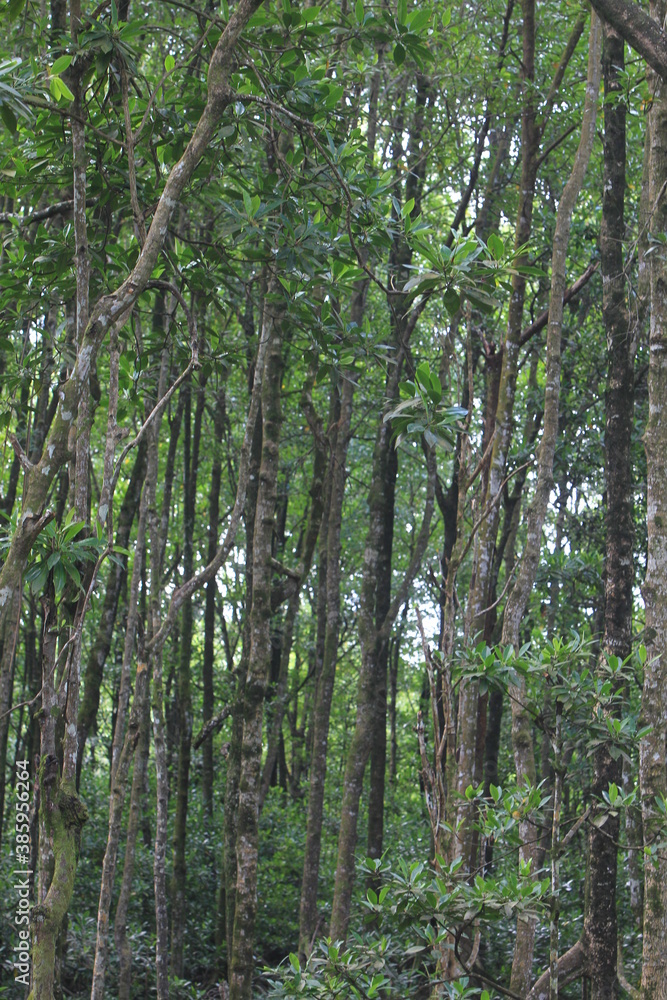 Proboscis monkeys are long-nosed monkeys with reddish brown hair and are one of two species in the genus Nasalis. Proboscis monkeys are endemic to the island of Borneo which is famous for its mangrove Proboscis monkeys are long-nosed monkeys with reddish brown hair and are one of two species in the genus Nasalis. Proboscis monkeys are endemic to the island of Borneo which is famous for its mangrove
