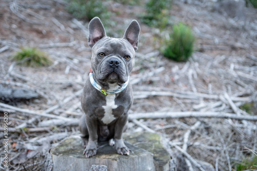 Fototapeta Naklejka Na Ścianę i Meble -  Cute French Bulldog on a clearing in the forest