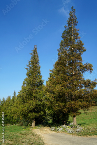 October 17, 2020, entrance into the forest
