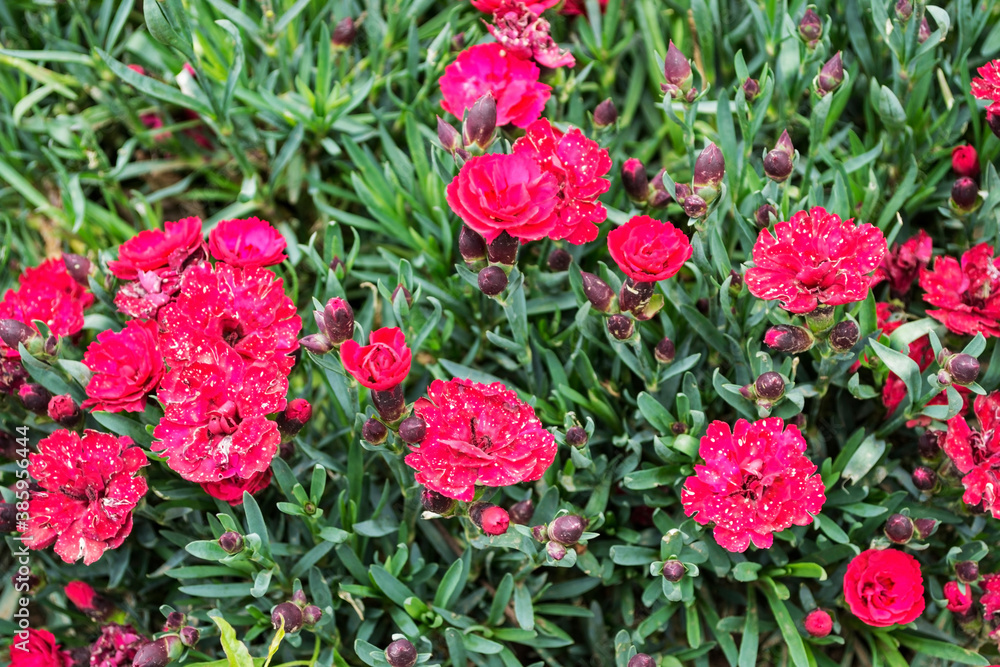 Naklejka premium Dianthus caryophyllus, commonly known as the carnation or clove pink, is a species of Dianthus, perennial flowers.