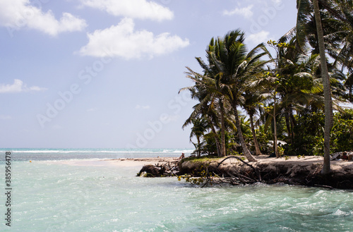 beach with palm trees