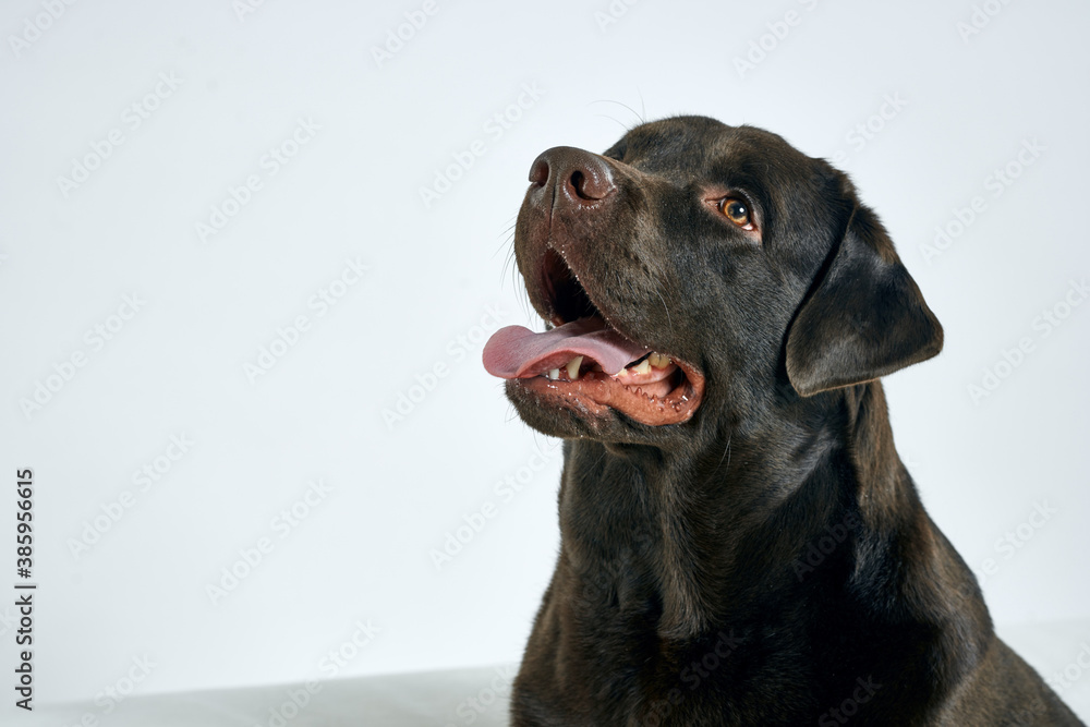 Purebred dog with black hair on a light background portrait, close-up, cropped view