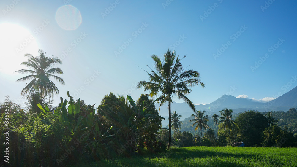 Obraz premium trees in the morning