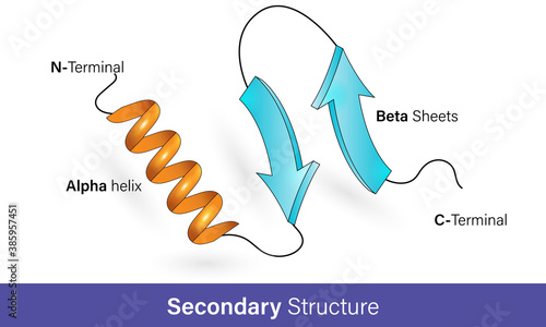 Secondary structure of proteins, Alpha helix and beta sheets, Protein confirmation, vector illustration graphic design  photo