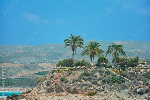 A few palm trees on a rocky beach on a bright summer Sunny day