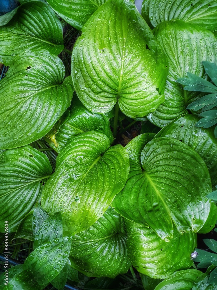 Obraz premium green leaves background