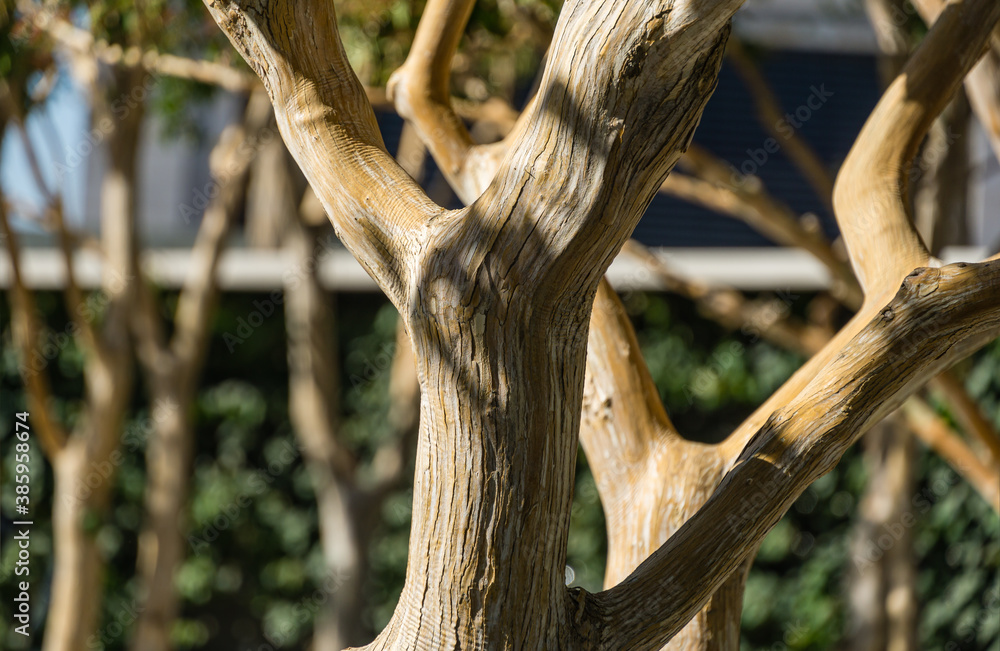 Close-up of texture bark of Heptacodium miconioides or Seven son flower trees in rest zone near the Bougainvillea fountain. Public landscape city park Krasnodar or 'Galitsky park' Close-up of texture bark of Heptacodium miconioides or Seven son flower trees in rest zone near the Bougainvillea fountain. Public landscape city park Krasnodar or 'Galitsky park'