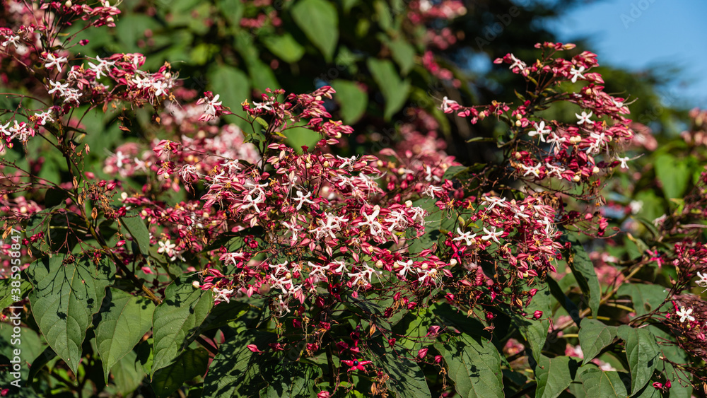 Naklejka premium Botanischer Garten zu Köln am Rhein