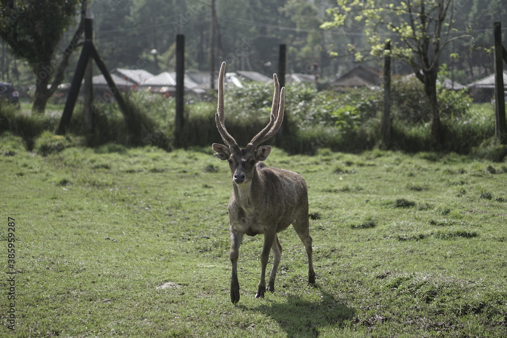 Obraz premium Running deer in a grassy field of Indonesia
