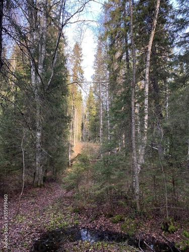 path in the woods