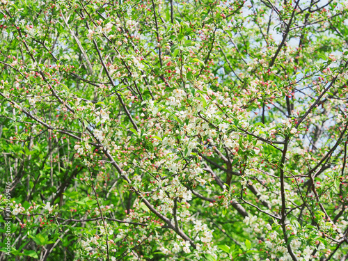 初夏に花が咲いたズミ(コナシ)の木