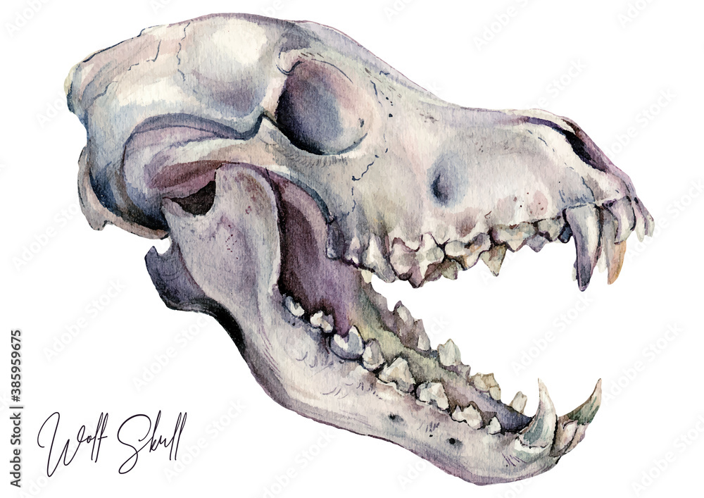 Obraz premium Watercolor Illustration of Wolf Skull Isolated on White