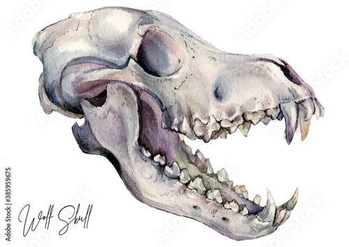 Watercolor Illustration of Wolf Skull Isolated on White
