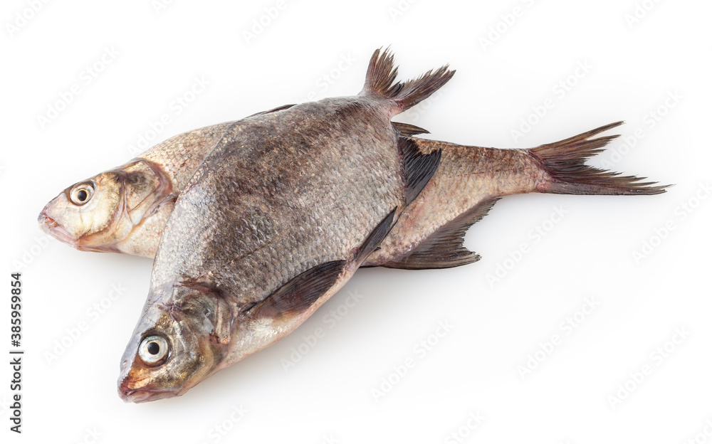 Fototapeta premium Common river breams isolated on white background. Freshwater fish